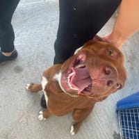 DIVA, chienne à adopter
