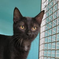 Bastet, chatte à adopter