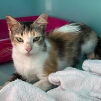 Quimi, chatte à adopter