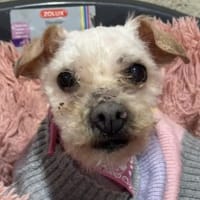 MIMIE, chienne à adopter