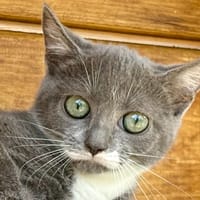 Brume, chatte à adopter
