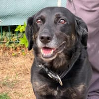 JACK, chien à adopter