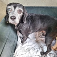 COOPER, chien à adopter