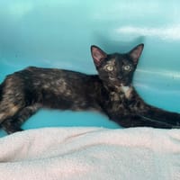 Quelya, chatte à adopter