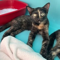 Quiana, chatte à adopter