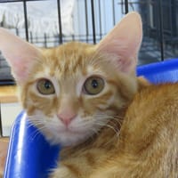 HORUS, chat à adopter