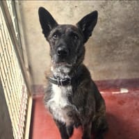 BAGHEERA, chien à adopter