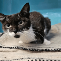 POPPINS, chatte à adopter