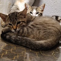 FLIT, chat à adopter