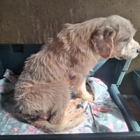 ALFY, chien à adopter