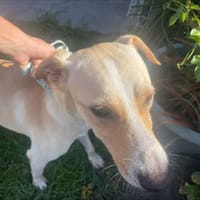 DIABLO, chien à adopter