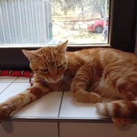 Shady, chat à adopter