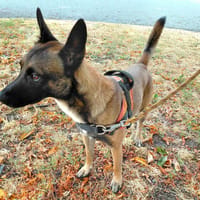 DJANGO, chien à adopter