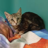 Djanka, chatte à adopter