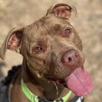 NALAH, chienne à adopter