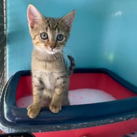 Uno, chatte à adopter