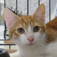 SETH, chat à adopter