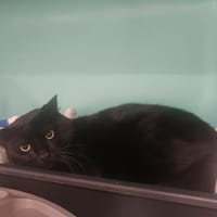 Pantoufle, chat à adopter