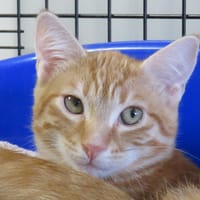 AMON, chat à adopter