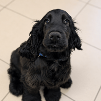 BAO, chien à adopter