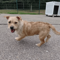 SAM, chien à adopter