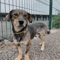 Tommy, chien à adopter