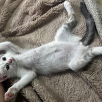 GIPSIE PAB28929, chatte à adopter
