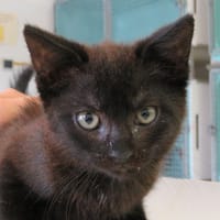 ALINA, chatte à adopter