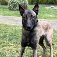 Malak CAA15931, chien à adopter