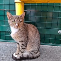 GRISETTE, chatte à adopter