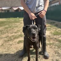 NAYA, chienne à adopter