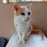 Cranberry, chatte à adopter