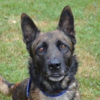 ROCKY CHAO, chien à adopter