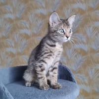 prune réservée, chatte à adopter