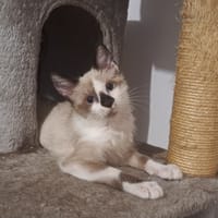 ASHER, chatte à adopter