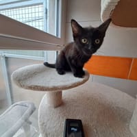 hanoï, chatte à adopter