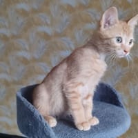 avocat, chat à adopter