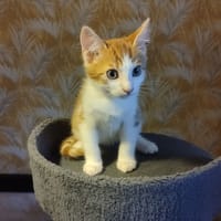 carambole, chat à adopter