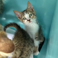 Ulys, chat à adopter