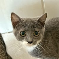 Bruine, chatte à adopter