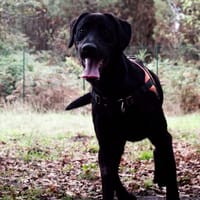 Bagherra, chien à adopter
