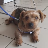 pepper, chien à adopter