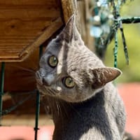 Blizzard, chat à adopter
