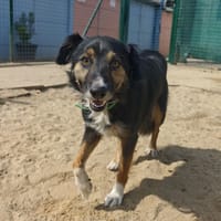 SYRUS, chien à adopter