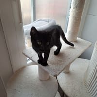 bamako, chatte à adopter