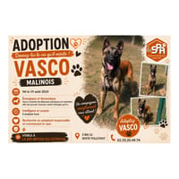 VASCO, chien à adopter