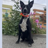 JINX HAA24827, chienne à adopter
