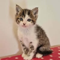 OXFORD (Réservé), chat à adopter
