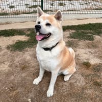 natsuo, chien à adopter
