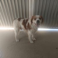 Gibbs, chien à adopter